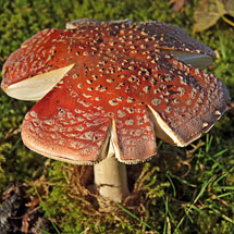 Fliegenpilz