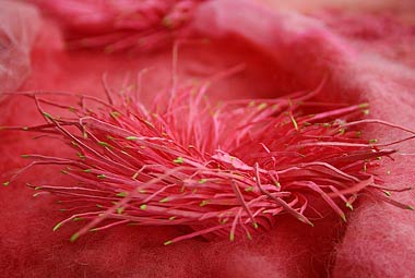 Quilt-Decke mit See Anemone