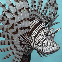 Fische aus Holz - Fisch Carving Gig Goldstein