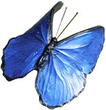 Schmetterlinge von Thomas Müller